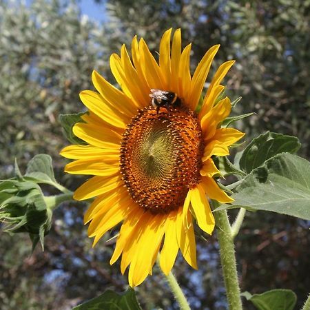 Sunflower Spalato Esterno foto