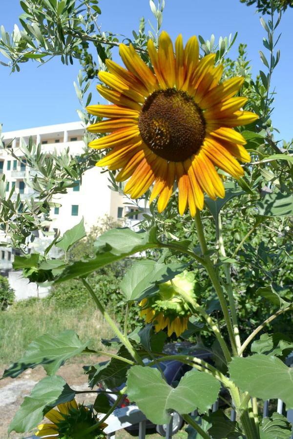 Sunflower Spalato Esterno foto